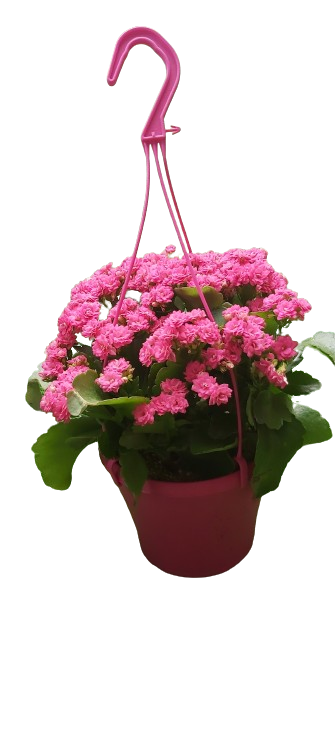 KALANCHOE