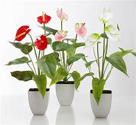 ANTHURIUM