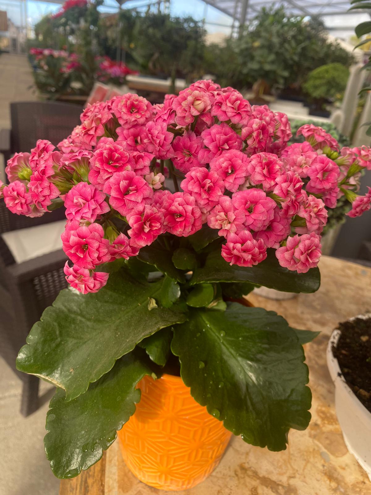 KALANCHOE