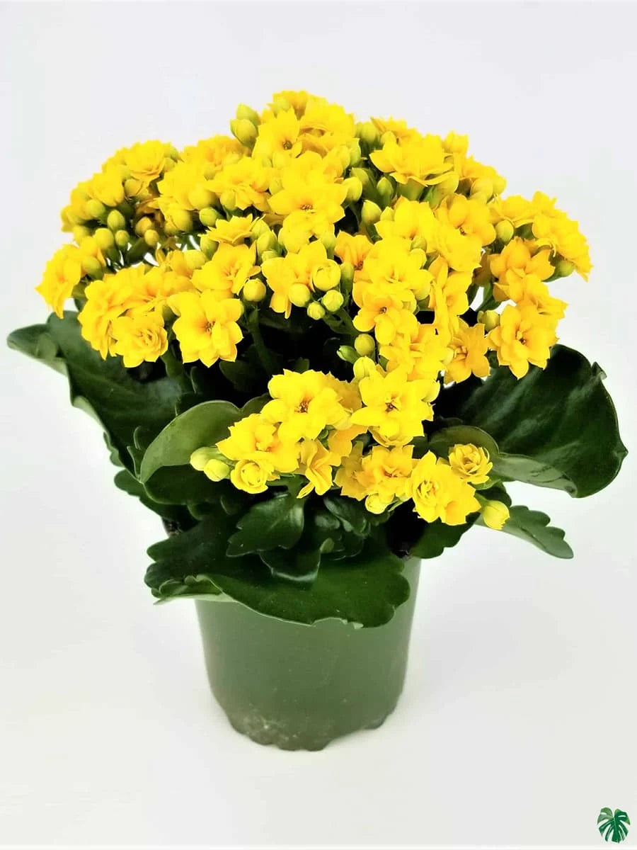 KALANCHOE