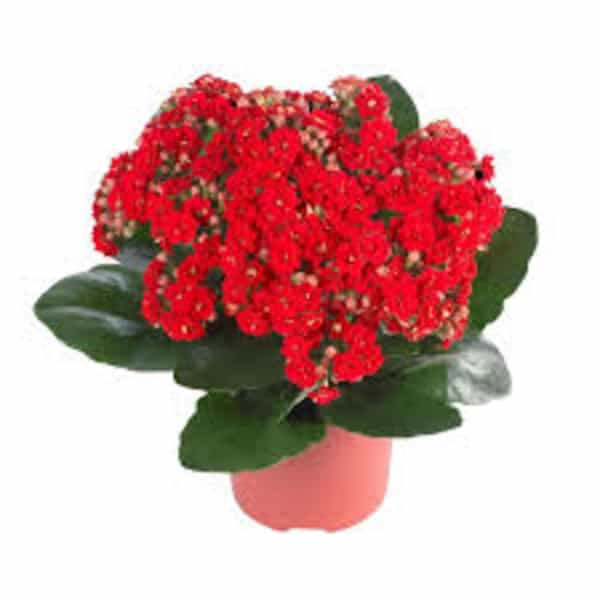 KALANCHOE