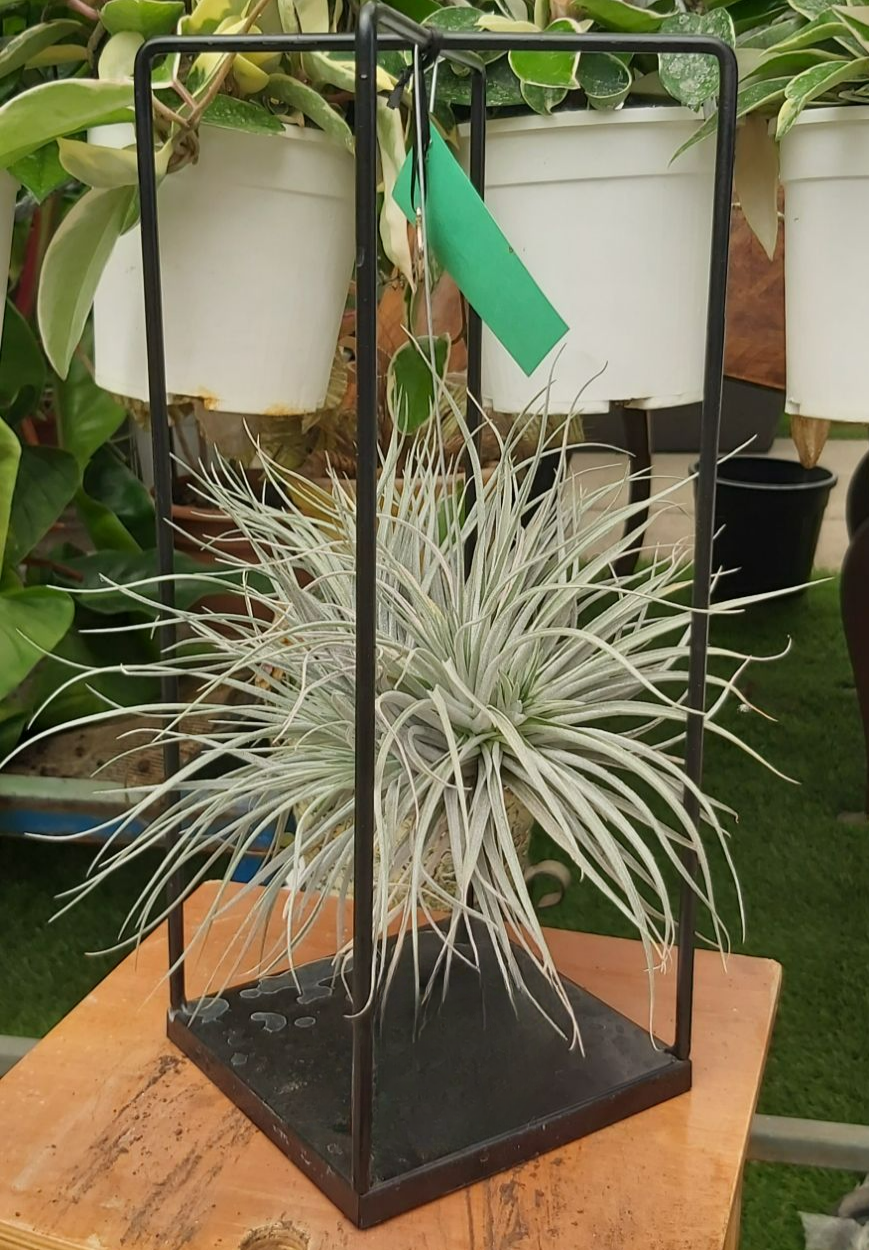 TILLANDSIA